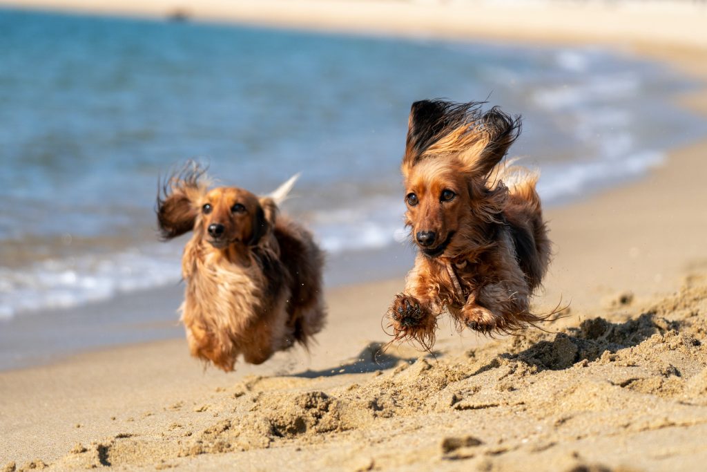Zwei Dackel rennen am Strand