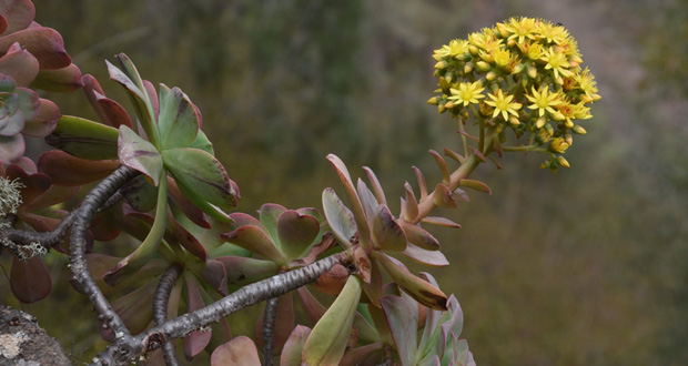 Endemische Dickblatt-Gewächse wie Aeonium gorgoneum finden sich nur auf den Kapverden (Foto: Dr. Ulrich Mierwald)
