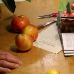 Äpfel bestimmen lassen auf dem Museumsbauernhof Wennerstorf (Foto: FLMK)