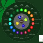 Der keltische Baumkreis umfasst 21 Bäume – informieren Sie sich im Loki Schmidt Garten über ihr Baum-Horoskop. Foto: Lorenz von Ehren