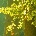 Ab 26.10.2015 beginnen die Schnittarbeiten am Auweidenweg.