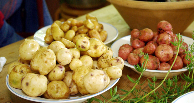 Beim Kartoffeltag dreht sich alles um die tolle Knolle (Foto: FLMK)