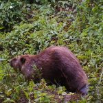 Ein Schnappschuss des Biber-Jungen