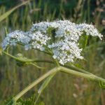 Blühender Schierlings-Wasserfenchel am neuen Priel Overhaken (Foto: Jacqueline Neubecker)