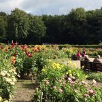 Dahliengarten Hamburg