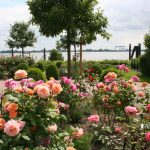 Blick zum Elbstrand Foto: Anna-Lena Walter