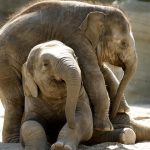 Asiatische Elefanten bei Hagenbeck Foto: Uwe Wilkens (Tierpark Hagenbeck)