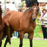 Beim traditionellen Hoffest gibt es unter anderem eine Pferdeauktion (Foto: Dreysse.com)