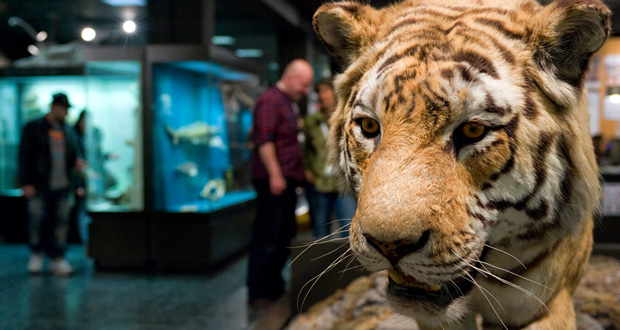 Ein Tiger aus dem Zoologischen Museum (Foto: MuseumsdienstHH_Mario Sturm)