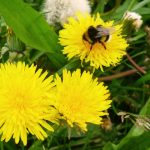 Im Fokus der Altländer Wildkräutertage steht auch der Löwenzahn. Foto: Tourismusverein Altes Land e.V.