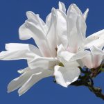 Die Magnolia cylindrica