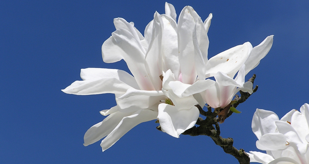 Die Magnolia cylindrica