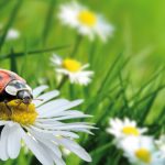 410 Termine rund um die Natur bietet der NABU 2015 an