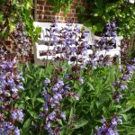 Schönste Pflanzen im Stadtmuseum Wedel