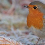 Interessierte können lernen, wie die heimische Vogelwelt geschützt werden kann (Foto: www.mercado-hh.de)