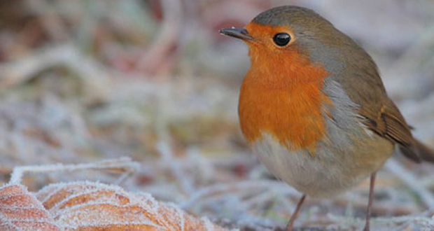Interessierte können lernen, wie die heimische Vogelwelt geschützt werden kann (Foto: www.mercado-hh.de)