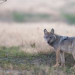 Seit 15 Jahren leben wieder Wölfe in freier Wildbahn in Deutschland. Foto: Jürgen Borris
