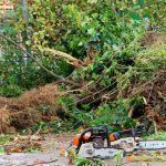 Rhododendron, Büsche und Unkraut wurden in einer ersten Baumaßnahme entfernt