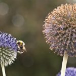 Ein Fest ganz im Zeichen von Bienen und Blüten