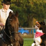 Das Zusammenspiel von Pferde und Hunde ist im Freilichtmuseum am Kiekeberg zusehen. Bild FLMK
