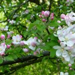 Der Arbeitskreis Streuobstwiese der NAJU renaturiert zusammen mit