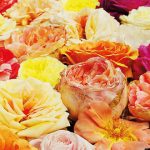 Über 800 Sorten entdecken Rosenliebhaber beim Rosenmarkt am Kiekeberg. Foto: FLMK