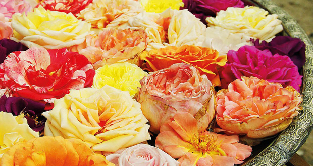 Über 800 Sorten entdecken Rosenliebhaber beim Rosenmarkt am Kiekeberg. Foto: FLMK