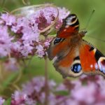 Schmetterlinge wie dieser Tagpfauenauge sind auf dem Land immer seltener zu finden