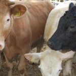 Der Kauf von Rindern wird auf dem Ochsenmarkt traditionell mit Handschlag besiegelt