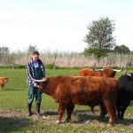 Schottische Hochlandrinder von Volker Klein (Foto: Heike Roth)