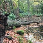 Ein umgefallener Baum – Orkantief 