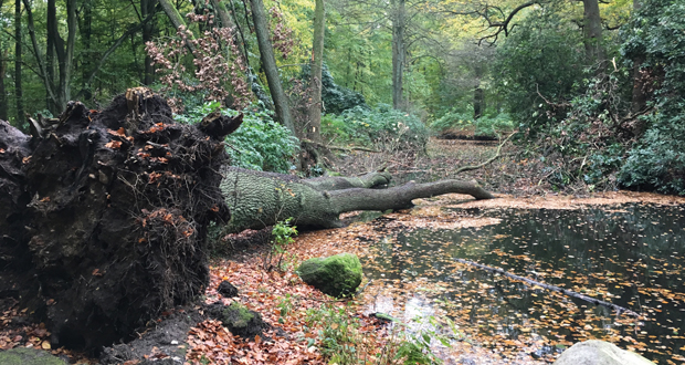 Ein umgefallener Baum – Orkantief "Zeynep" sorgt für Gefahren