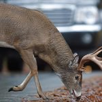 Achtung, Wildwechsel! Foto: TUEV_NORD_Wild