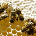 Honig direkt vom Hof (Foto: FLMK)