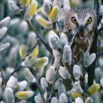 Fotograf Art Wolfe hält die perfekte Tarnung fest (Foto: Art Wolfe)