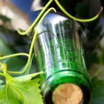 Wedeler Weinfest vom 14. bis 16. Mai 2015