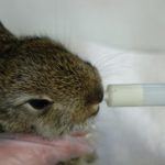 Ein verwaistes Wildkaninchen muss nun mit spezieller Ersatzmilch versorgt werden (Foto: Hamburger Tierschutzverein)