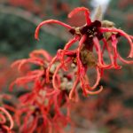 Zaubernüsse heißen schon jetzt den Frühling willkommen (Foto: Angela Jahns)