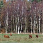 Das Taevsmoor. Foto: Elisabeth-Herrmann