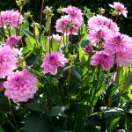 Im Garten finden sich über 600 verschiedene Dahlienarten (Foto: C. Hoffmann)