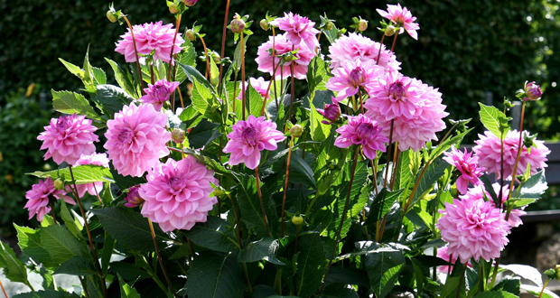Im Garten finden sich über 600 verschiedene Dahlienarten (Foto: C. Hoffmann)