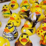 Bunte Enten schwimmen auf der Binnenalster