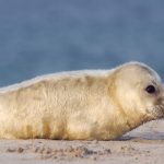 Kegelrobben, Helgoland, Wedel