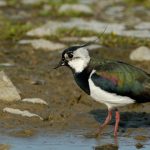Der Kiebitz ist ein typischer Brutvogel in der Wedeler Marsch (Foto: Annegret Wiermann)
