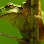 Ein Laubfrosch (Foto: Annegret Wiermann)