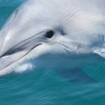 Schweinswal, Strandung, Blankenese, Schweinswalbaby