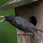 Der Star im heimischen Garten (Foto: NABU)
