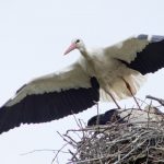 Storch Rolf in seinem Nest (Foto: NABU/Thomas Dröse)