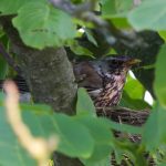 Vögel wie die Wacholderdrossel sollten besonders in der Brutzeit nicht gestört werden Foto: NABU Frederik Schawaller
