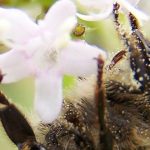 Wildbiene (Foto: Krzysztof Wesolowski)